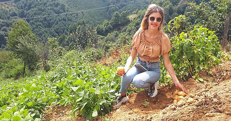Samsun'da patates üretimi artıyor