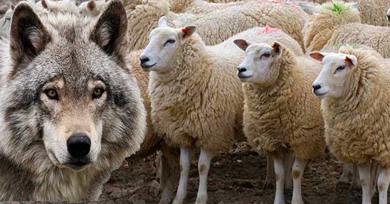 Samsun'da aç kalan kurtlar 24 koyunu telef etti