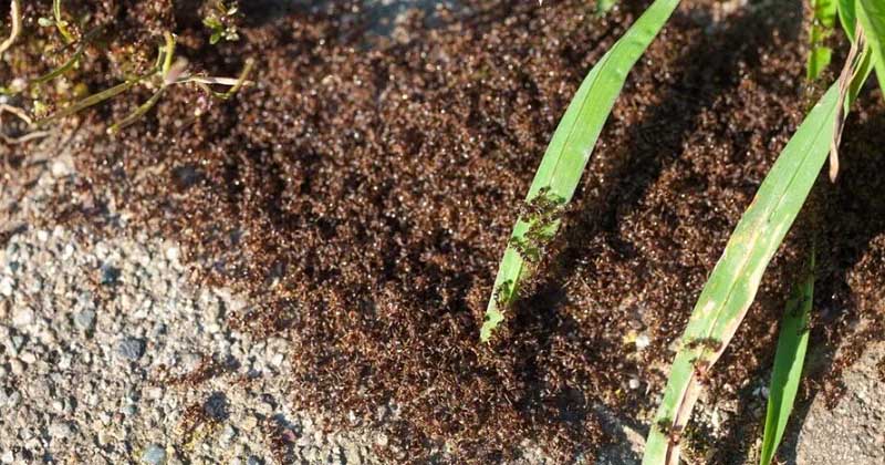 Bilim insanları dünyada kaç tane karıncanın olduğunu açıkladı