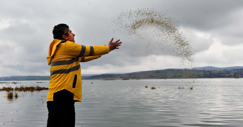  Samsun Ladik Gölü'nde kuşlara yem bırakıldı, balıklar beslendi