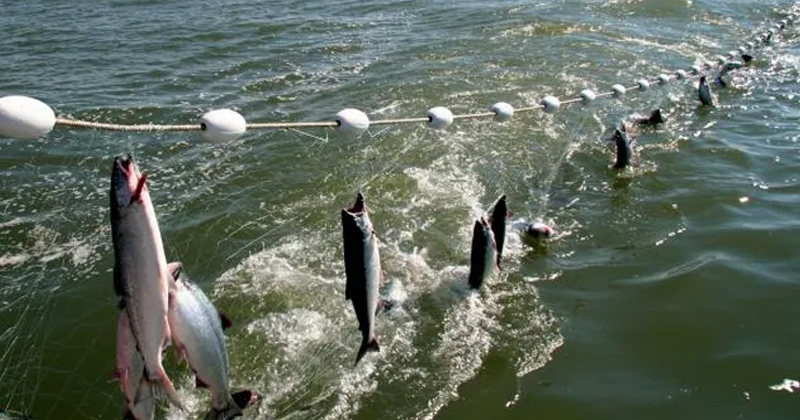 Samsun'da iç sularda balık avı yasağı başladı